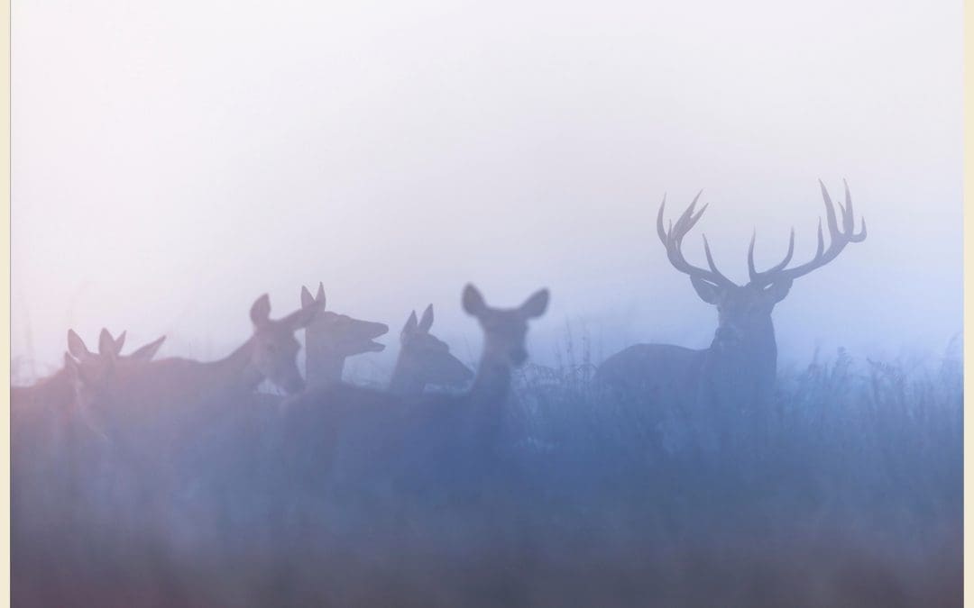 Buck Fever is Here: Tips for Hunting Around Belgrade, MT