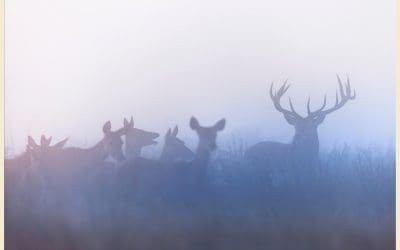 Buck Fever is Here: Tips for Hunting Around Belgrade, MT