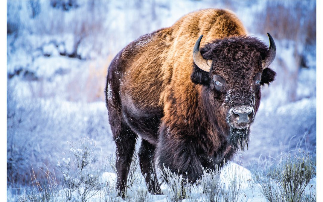 Montana Wildlife Viewing in Belgrade’s Back Yard