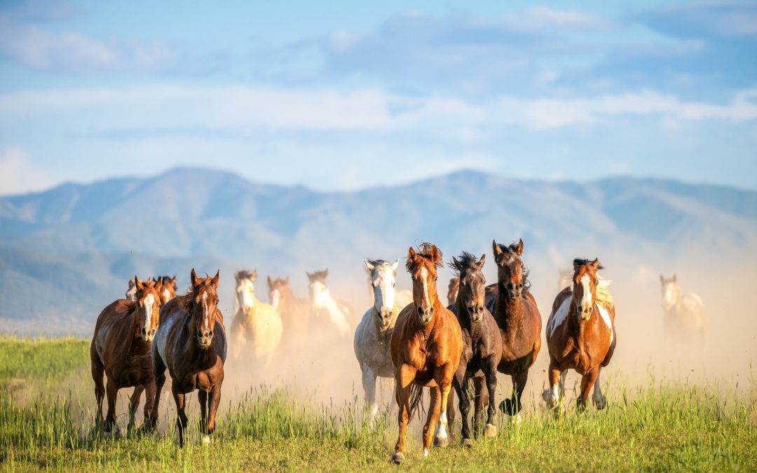 The Ultimate Guide to Summer Festivals & Events in Bozeman & Belgrade MT