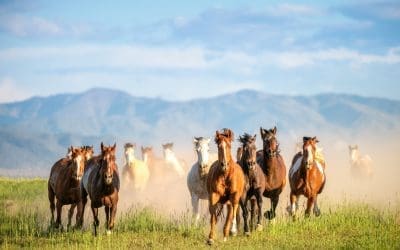 The Ultimate Guide to Summer Festivals & Events in Bozeman & Belgrade MT